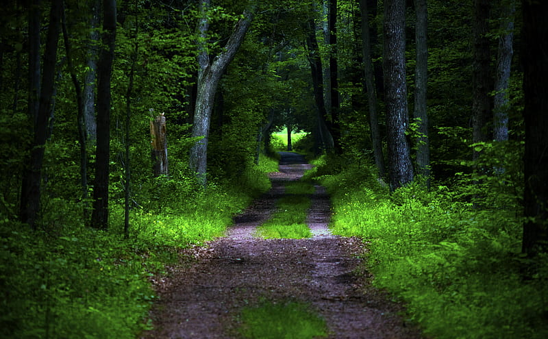 forest, pathway, trees, vegetation, nature, HD wallpaper