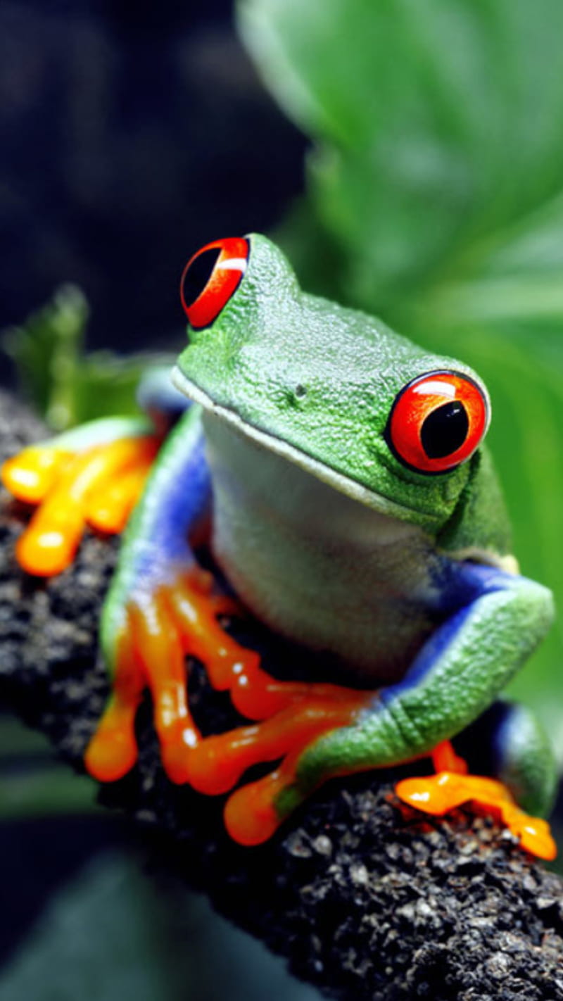 Cute frog, frogs, tree frog, HD phone wallpaper | Peakpx