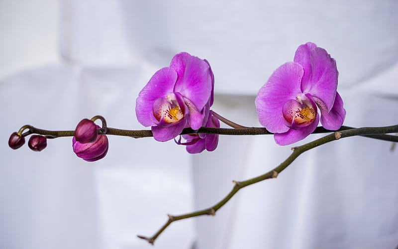 orchids, purple orchids, indoor plants, tropical flowers, branch, HD wallpaper