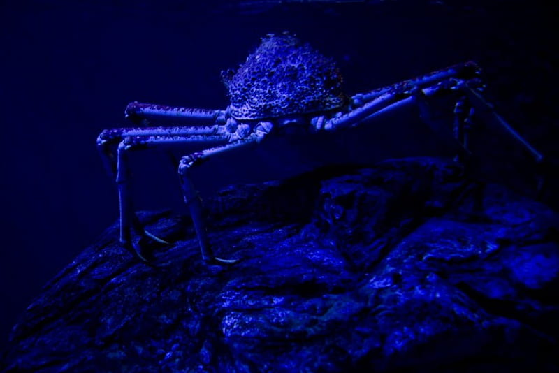 Blue Spider Crab Underwater, Crabs, Sealife, Oceans, Underwater, Nature ...