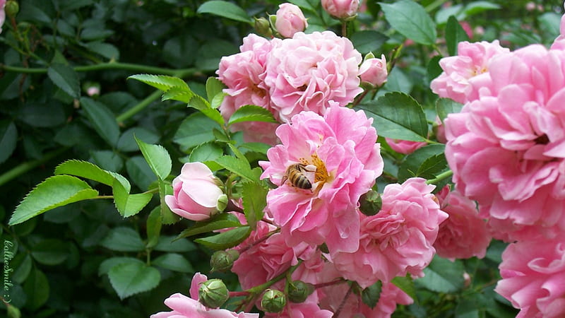 Honey Bee in Pink Roses, honeybee, honey bee, roses, b1ooms, pink roses, bee, beez, leaves, green, flower, flowers, b1oom, bumb1e bee, pink, HD wallpaper