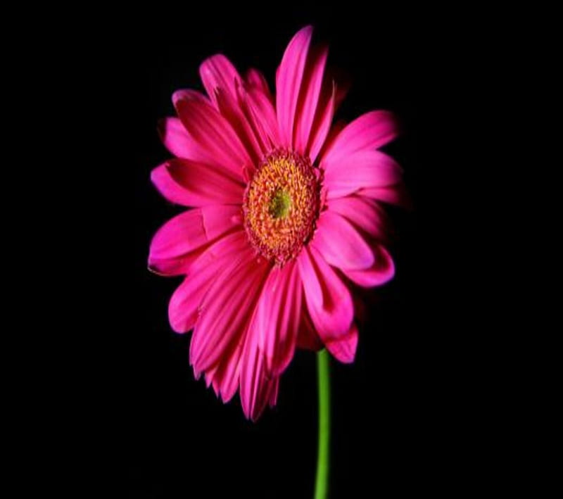 Daisy, flower, nature, pink, HD wallpaper | Peakpx