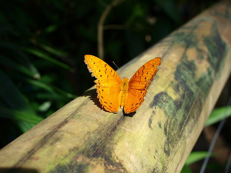 Wings in the Sun, wonderful, wings, orange, shine, bonito, small, butterfly, green, bright, animals, wood, HD wallpaper