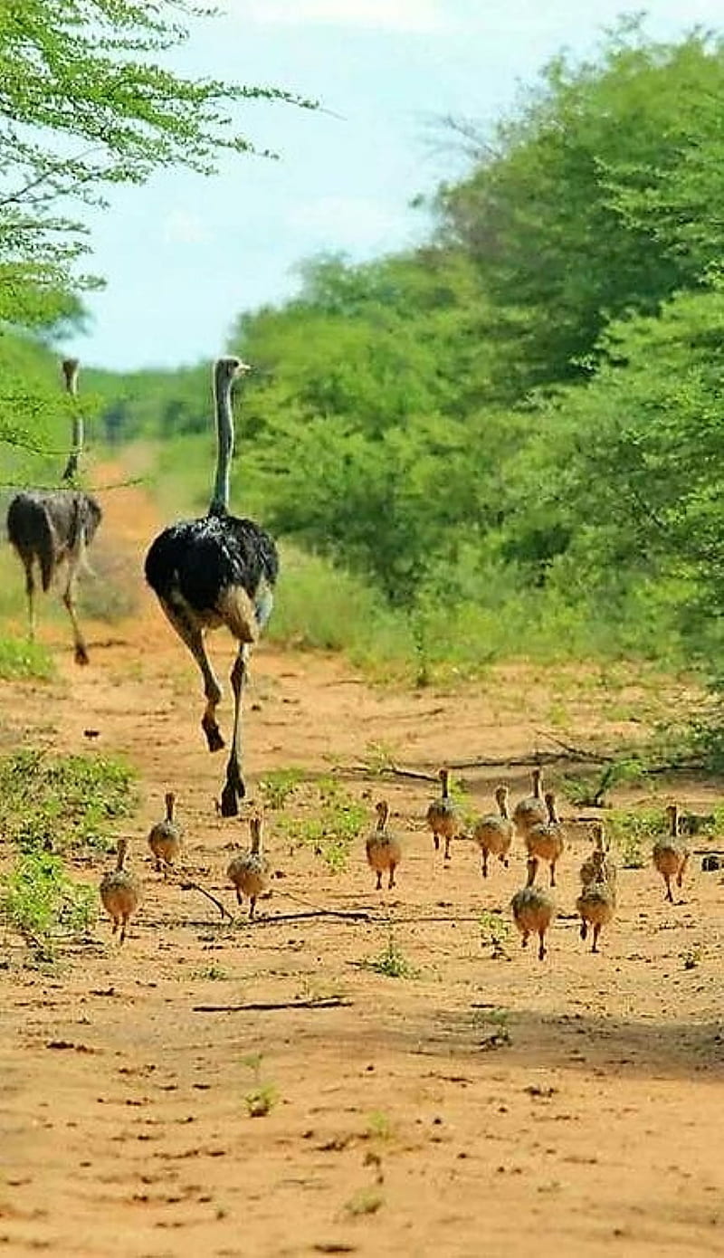 ostrich family, birds, safari, HD phone wallpaper