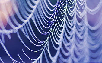 Hd Wet Spider Web Wallpapers Peakpx