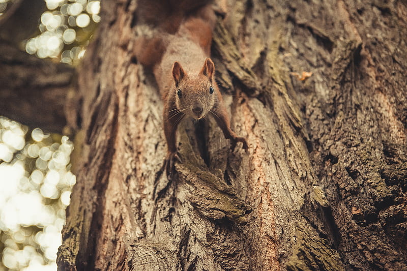 squirrel, glance, cute, animal, tree, HD wallpaper
