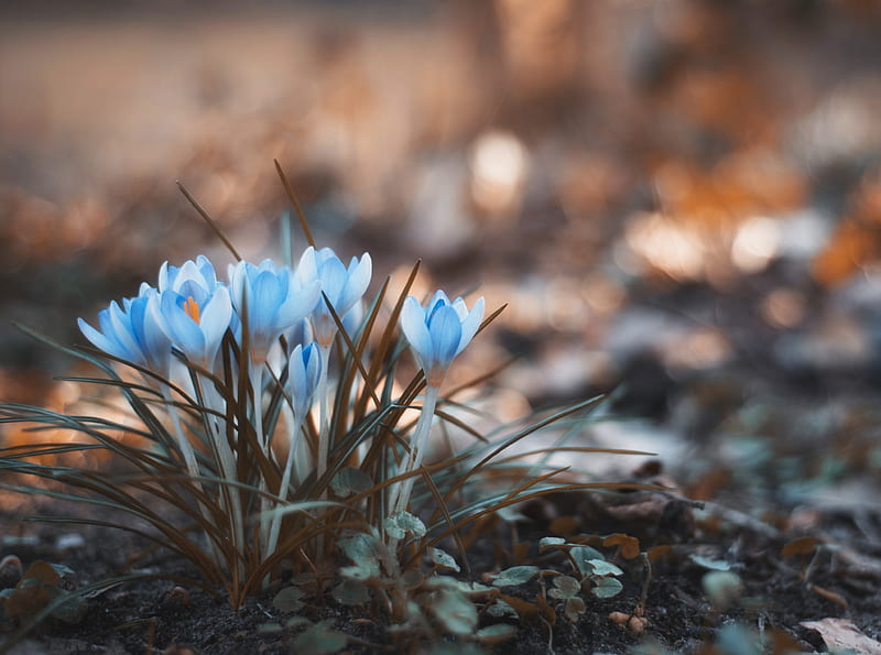 Blue Crocus Flowers Ultra, Seasons, Spring, Blue, Flowers, Macro, Crocus, Ground, Soil, HD wallpaper