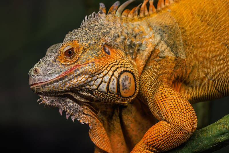 iguana, reptile, lizard, yellow, log, blur, HD wallpaper