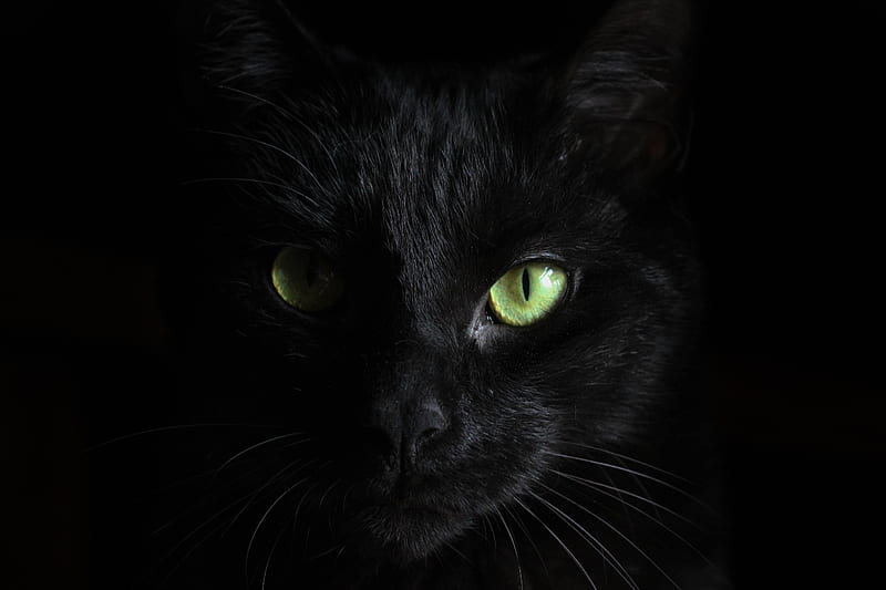 Black Cat Green Eyes, cat, animals, dark, black, HD wallpaper