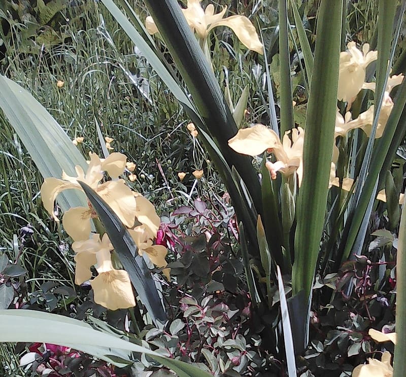 Iris, flowers, spring, yellow, pretty, HD wallpaper