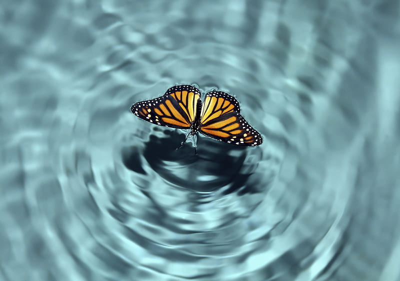Thirsty, water, butterfly, touch, clear, crystal, monarch, tender, HD wallpaper