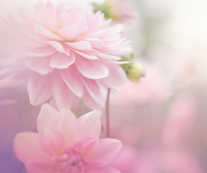 pink, dalia, floare, HD wallpaper