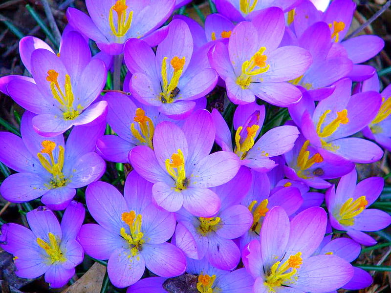 Flores para un soñador, grupo, moradas, flores, amarillas, blancas, azules,  Fondo de pantalla HD | Peakpx