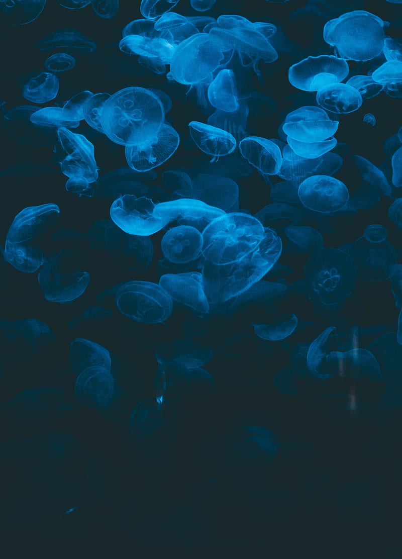 jellyfish, blue, transparent, dark, underwater, HD phone wallpaper