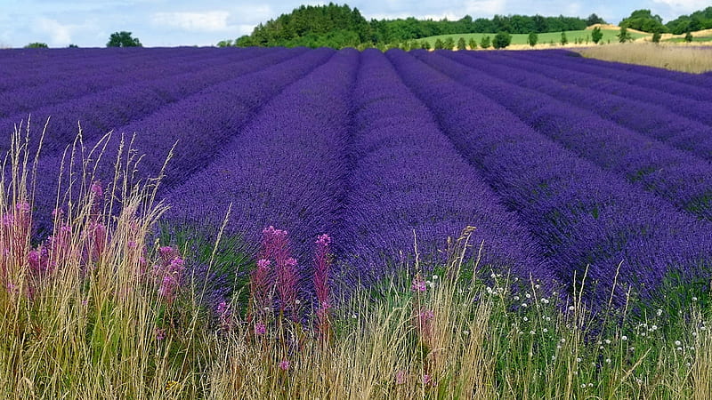 Landscape View Of Purple Flowers Field Spring, HD wallpaper