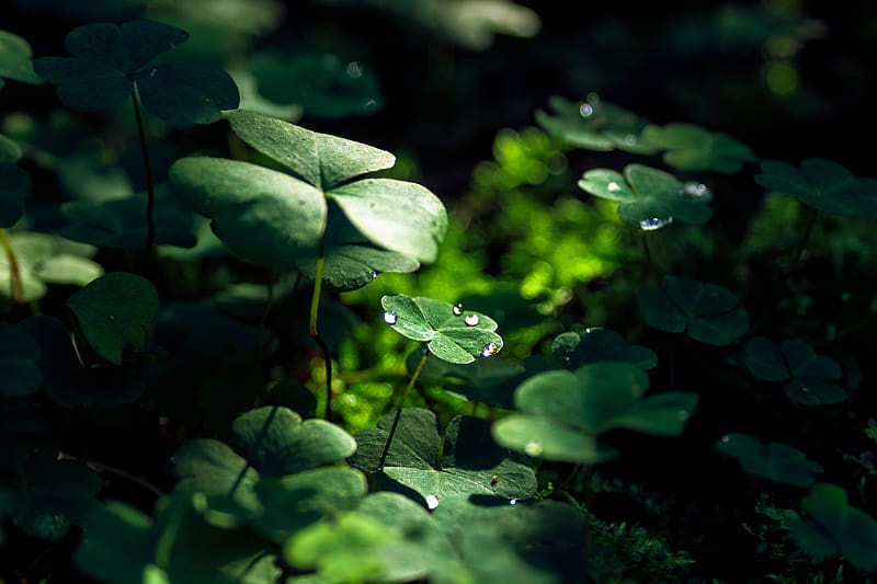 Nature, Macro, Leaf, , Clover, Water Drop, Greenery, HD wallpaper | Peakpx