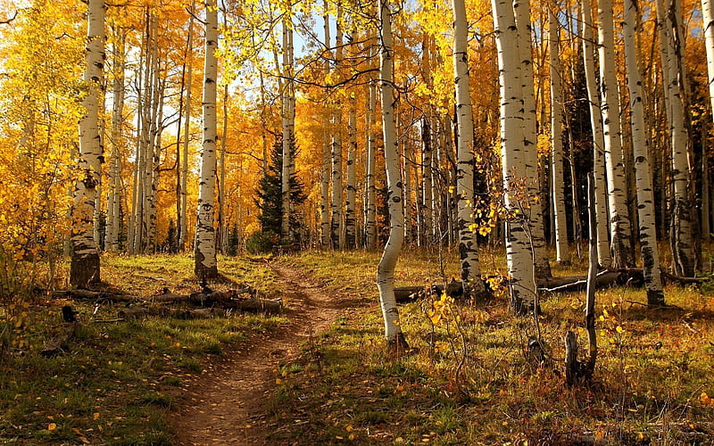 Birch Forest in Autumn, birches, path, forest, autumn, HD wallpaper