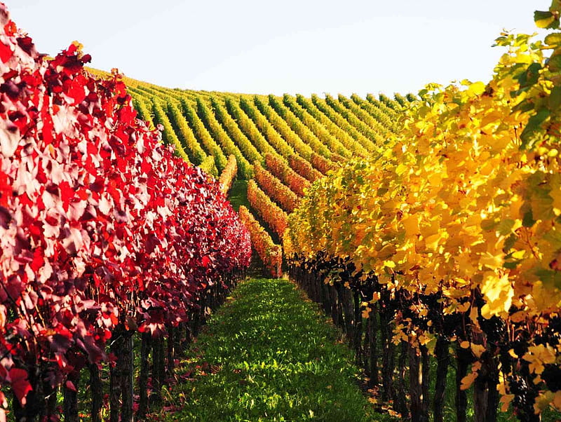 Vinyard in Germany, colors, autumn, leaves, field, HD wallpaper