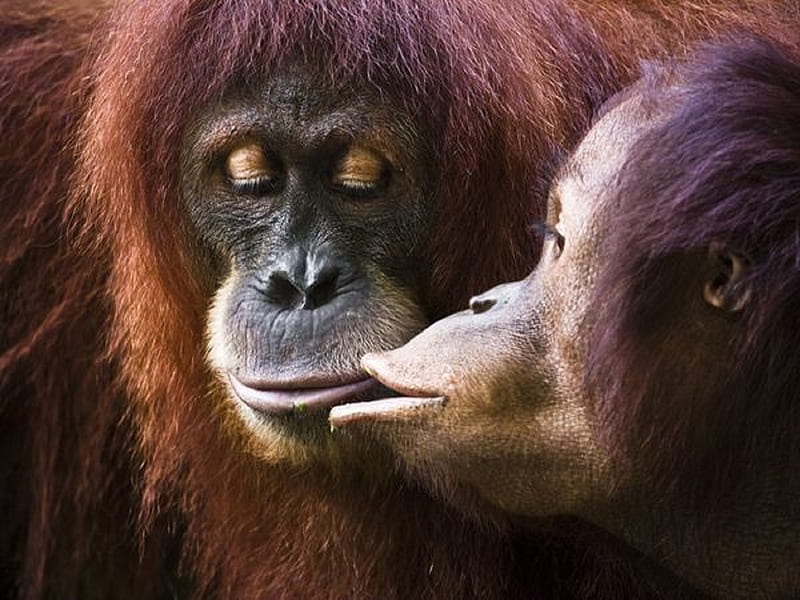 True Love, lght gray faces, orange coats, affection, kissing, orangutans, HD wallpaper