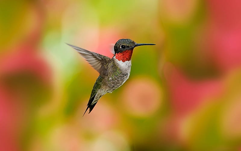 hummingbirds birds flowers-, HD wallpaper
