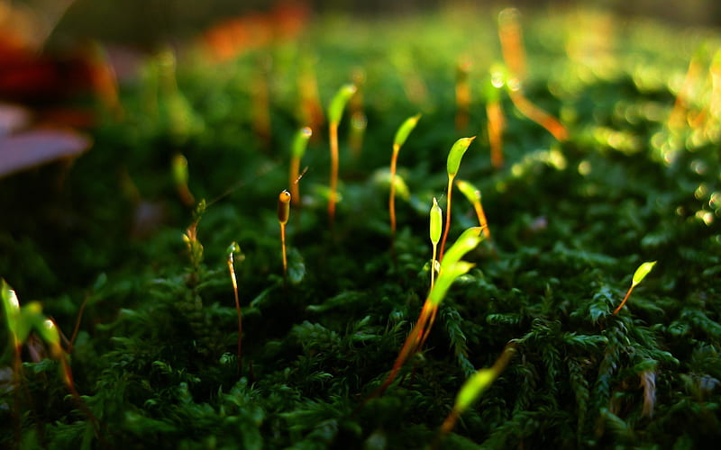 Spring March plant germination-Plant, HD wallpaper