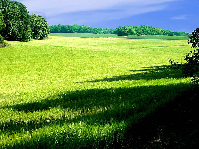 Wide Open Spaces, horizon, grass, shadow, pasture, trees, field, light, HD wallpaper