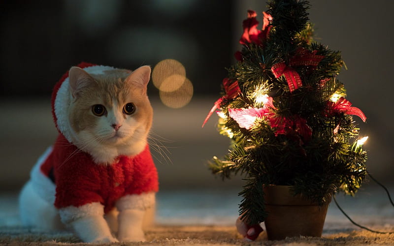 Merry Christmas!, cute, red, tree, santa, bokeh, cat, lights, animal, HD wallpaper