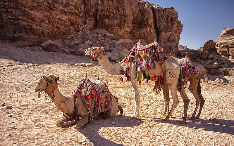 Camels in Petra, Jordan, rocks, sand, desert, camels, Jordan, HD wallpaper