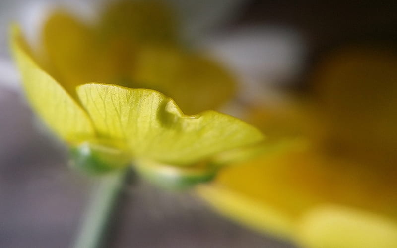 Buttercup Petal, Wild, Flower, Buttercup, Garden, Nature, Hd Wallpaper 