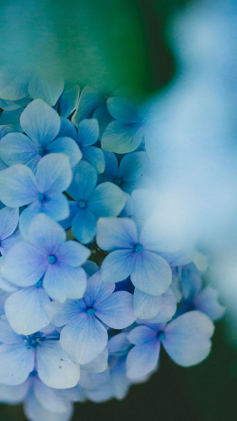 Flower , white & blue, hydrangea, bunch, HD phone wallpaper