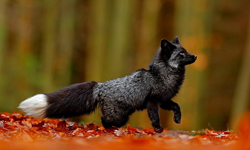 Black Silver Fox, Fox, Leaves, Fun, Autumn, HD wallpaper
