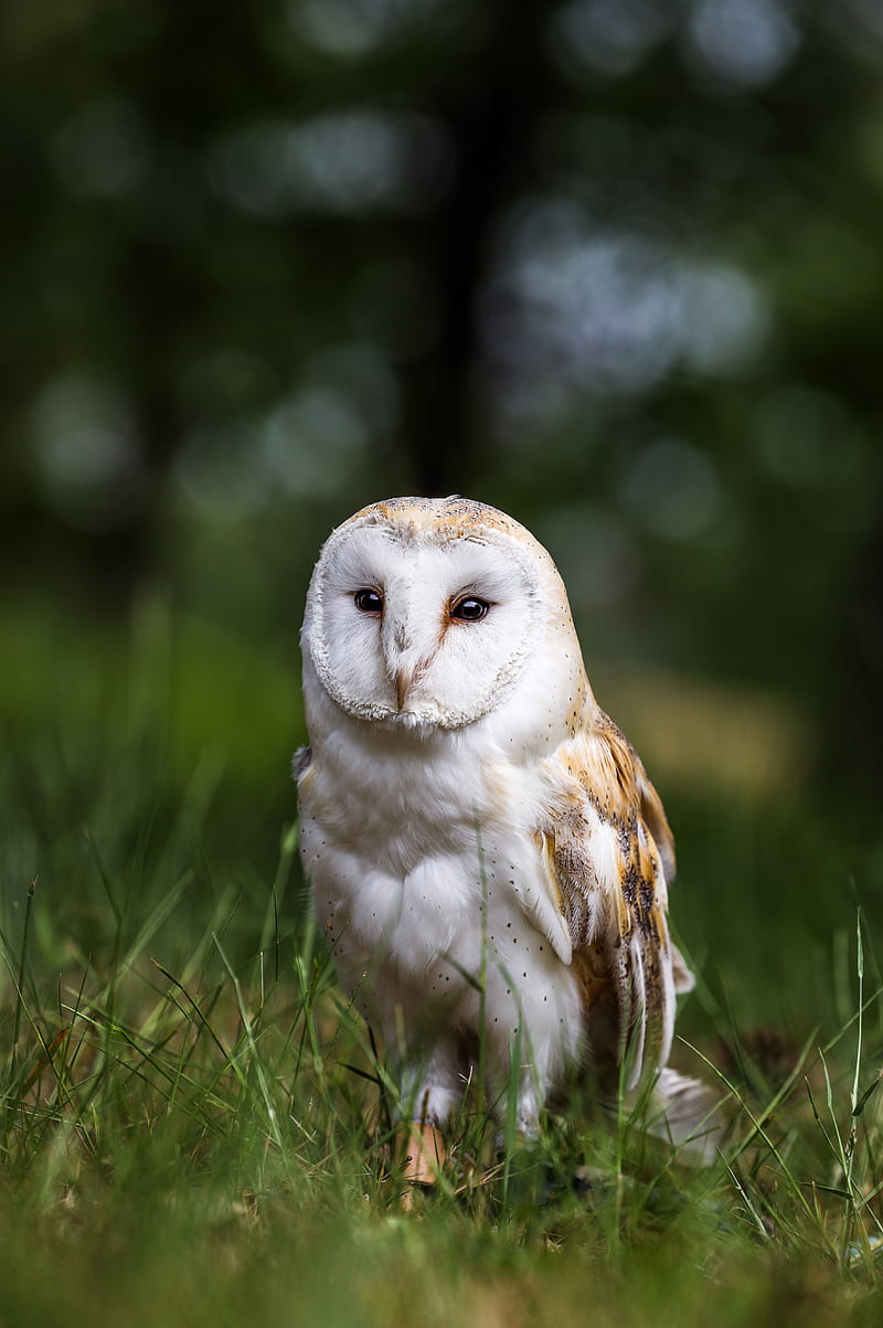 owl, bird, glance, feathered, predator, wildlife, HD phone wallpaper