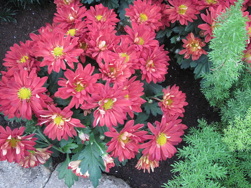 Dreaming about Spring in my garden 34, red, graphy, chrysanthemums flower, green, yellow, garden, Flowers, HD wallpaper