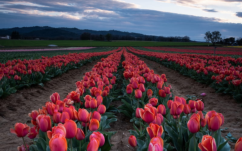 field with tulips, evening, sunset, red tulips, wildflowers, tulips, Netherlands, HD wallpaper