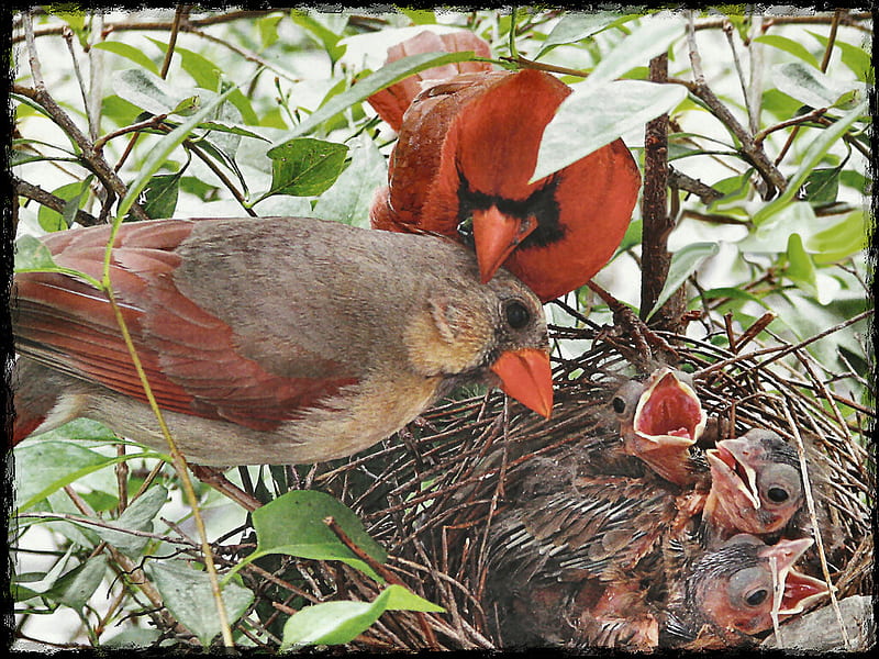 Cardinal Family - Birds F2, nestlings, animal, graphy, zajac, nest, bird, chet zajac, avian, wildlife, cardinal, HD wallpaper