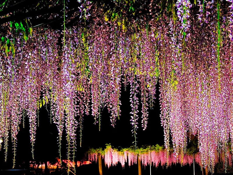 wisteria fantasy, spring, purple, night, wisteria, HD wallpaper