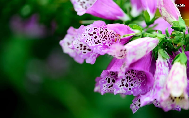 ~Beautiful Foxgloves~, colorful, lovely, foxgloves, flowers, nature, spring, petals, HD wallpaper