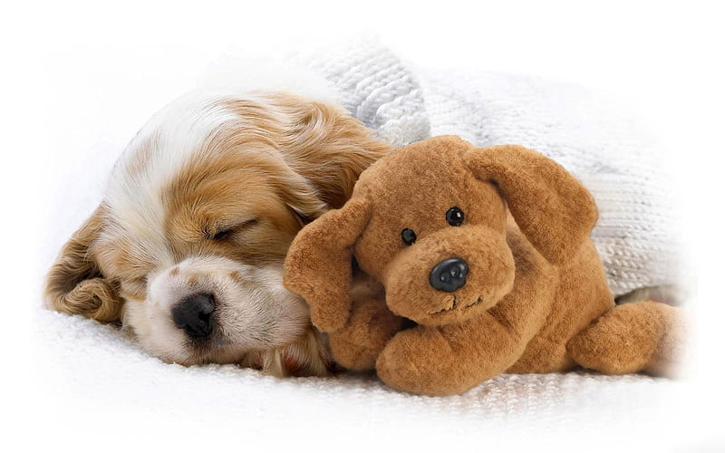 Cavalier King Charles Spaniel, puppy, sleeping dog, pets, dogs, teddy bear, cute animals, Cavalier King Charles Spaniel Dog, HD wallpaper