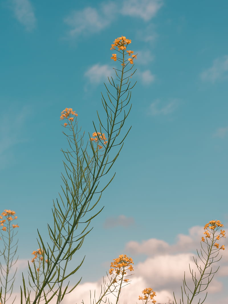 flowers, yellow, plant, summer, HD phone wallpaper