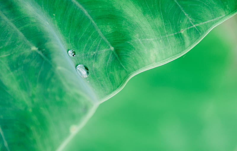 Water Drop On Leaf Macro , drops, leaf, macro, HD wallpaper