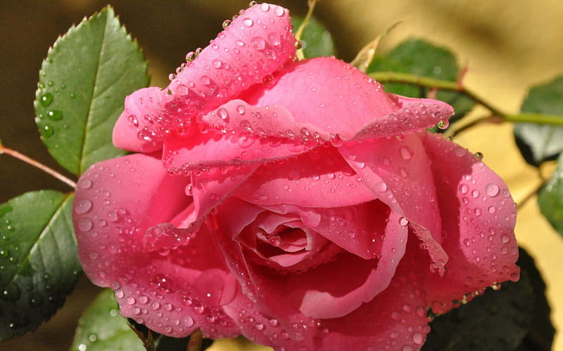 Pink rose, wet, rose, dew, leaf, green, macro, water drops, flower, pink, HD wallpaper