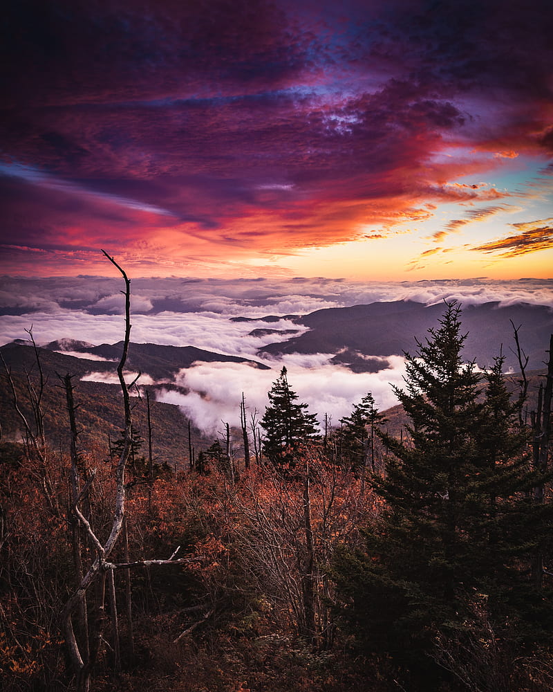 mountains, forest, fog, clouds, landscape, HD phone wallpaper
