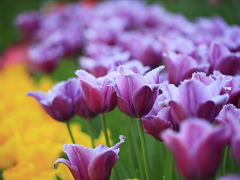 The Purple Tulips in Garden, HD wallpaper