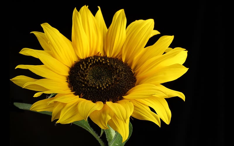 Flowers, , Sunflower, HD wallpaper