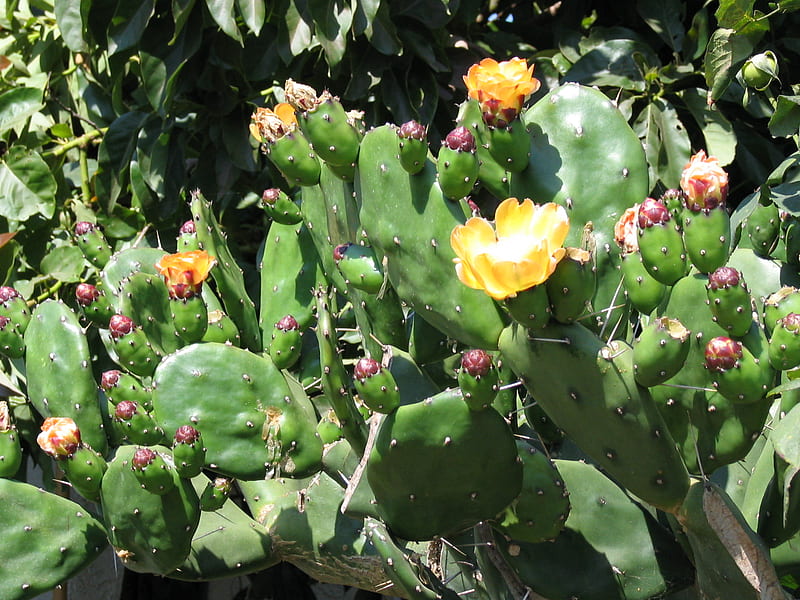 cactus in bloom, cactus flower, desert, tuna cactus, HD wallpaper