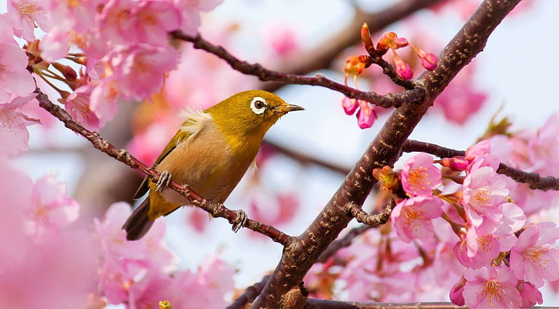 Siskin on a cherry tree, birds, wildlife, Japanese cherry blossom, nature, animals, wild animals, siskin, spring, cherry blossom, wild, HD wallpaper