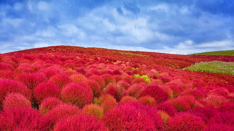 Hitachi Seaside Park,Japan, japan, flowers, seaside, hitachi, nature, park, clouds, HD wallpaper