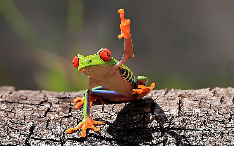 Funny, Frogs, Animal, Cute, Humor, Red Eyed Tree Frog, HD wallpaper