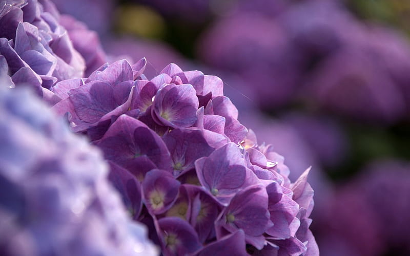 Hortensia, hortensia hydrangea, purple, flower, summer, nature, spring, pink, HD wallpaper