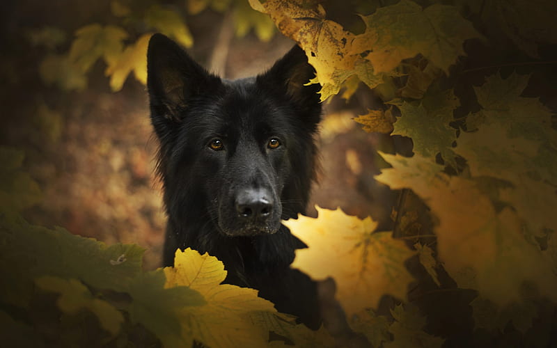 Black German Shepherd, autumn, bokeh, close-up, cute animals, German Shepherd, dogs, black dog, German Shepherd Dog, HD wallpaper